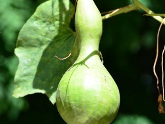 La calabaza: generosa planta que nos da los mejores mates