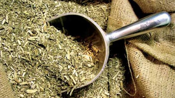 Foto de Propiedades Medicinales de la Yerba Mate Propiedades Medicinales de la Yerba Mate