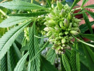 Venderán en Uruguay yerba mate con cannabis